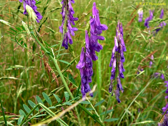 {Vicia villosa}